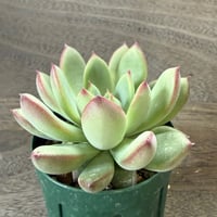 49、Echeveria ’CS-NO-08’ ’コロラータ旧来型’
