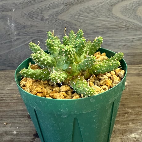 55、Euphorbia gamkensis