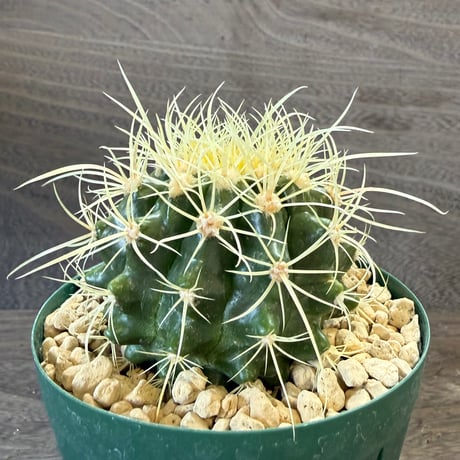 19、Echinocactus　パーマネント金鯱