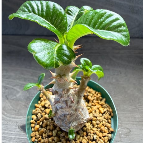 86、Pachypodium baronii var.windsorii
