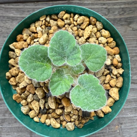 59、Pelargonium cvrviandrum