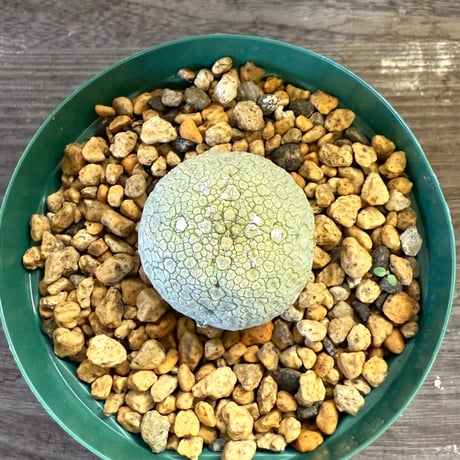 57、Pseudolithos migiurthinus