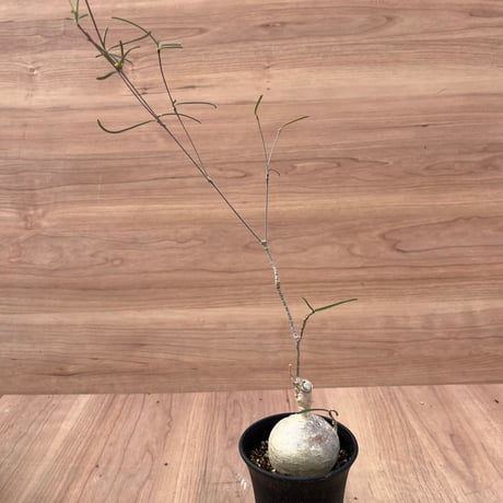 31、Euphorbia hedyotoides