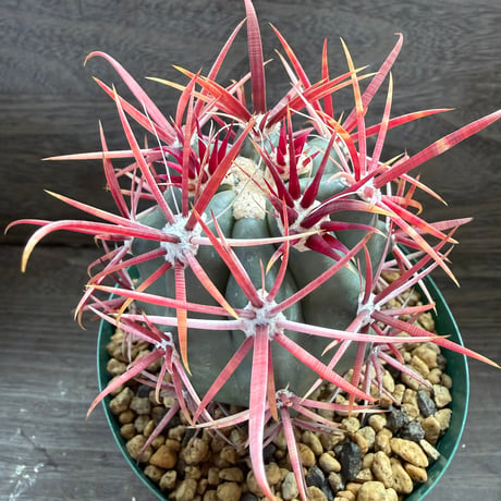 2、Ferocactus 短刺神仙玉
