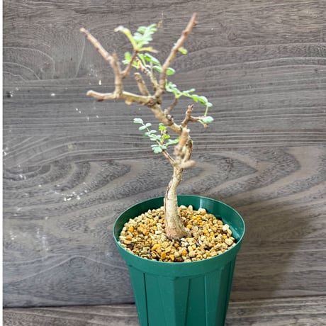 63、Pachycormus discolor