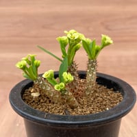 130、Euphorbia ブレビフォリア（実）