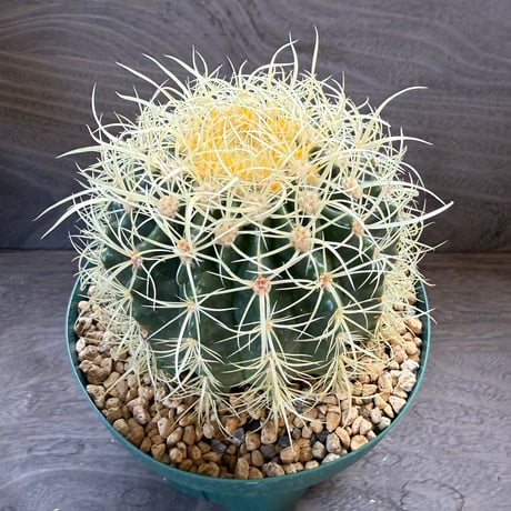 1、Echinocactus　パーマネント金鯱