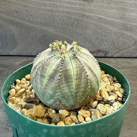 98、Euphorbia obesa