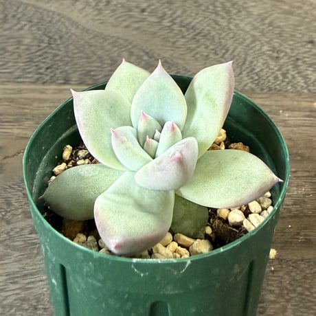 41、Echeveria ’CS-NO-01’ ’Super White’