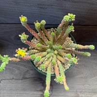 173、Euphorbia inermis