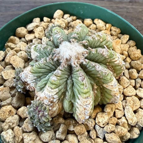 23、Aztekium 花籠（カキ仔）