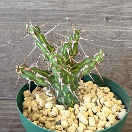 169、Euphorbia kalisana