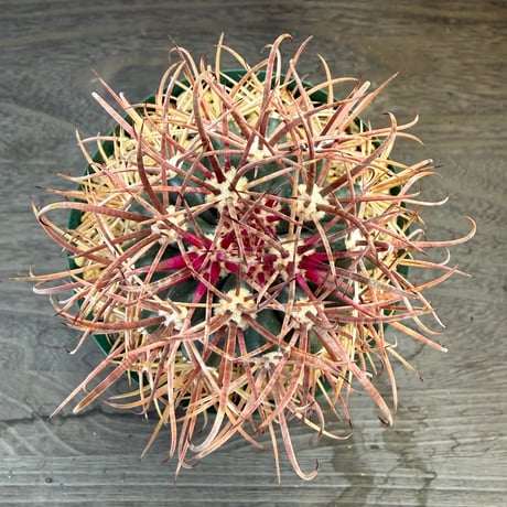 2、Ferocactus 赤刺金冠竜