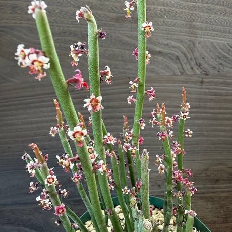 106、Euphorbia antisyphilitica