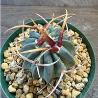 8、Echinofossulocactus 強刺竜剣丸