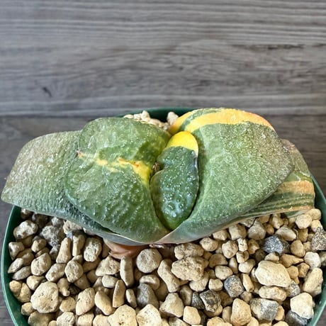138、Gasteria 臥牛錦