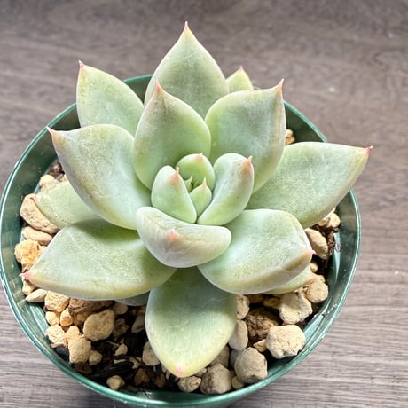 71、Echeveria ‘tolimanensis Rio Toliman×Super White‘