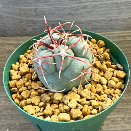 47、Thelocactus 強刺緋冠竜