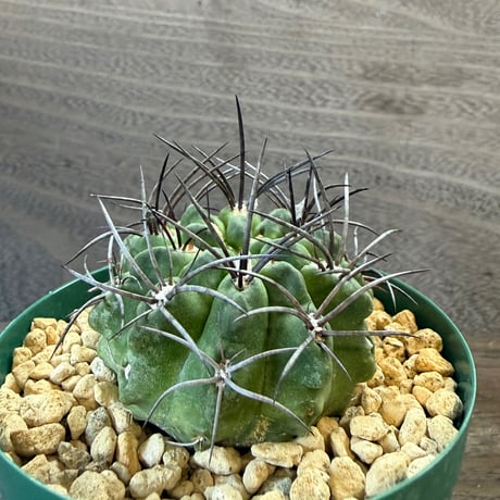 14、Neochilenia vexata