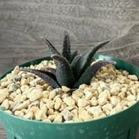 35、Haworthia sordida