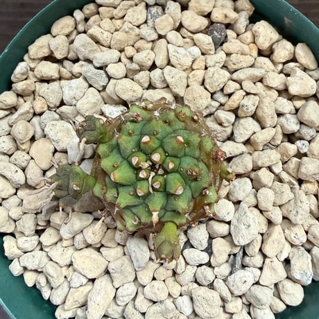 119、Euphorbia オベサ鉄甲
