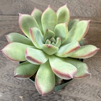 48、Echeveria ’CS-NO-08’ ’コロラータ旧来型’