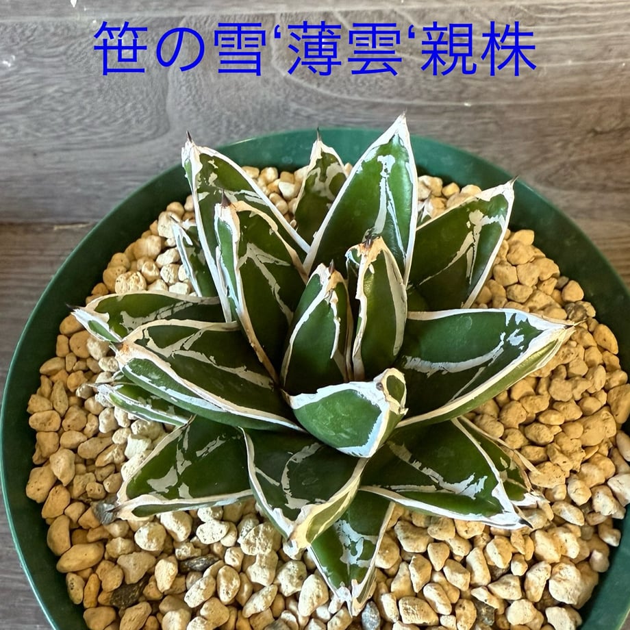 6a38bf9a589ed665883cac8a