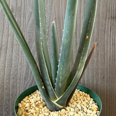 167、Aloe suzannae