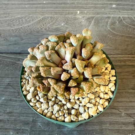 126、Titanopsis hugo-schlechteri