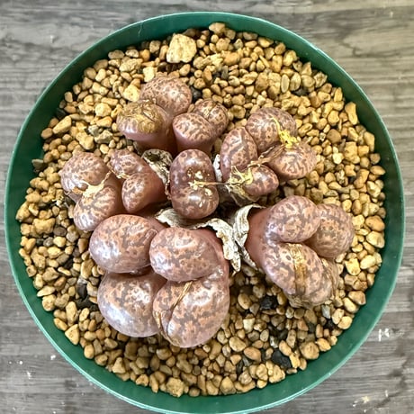 82、Conophytum pellucidum Rietfontein