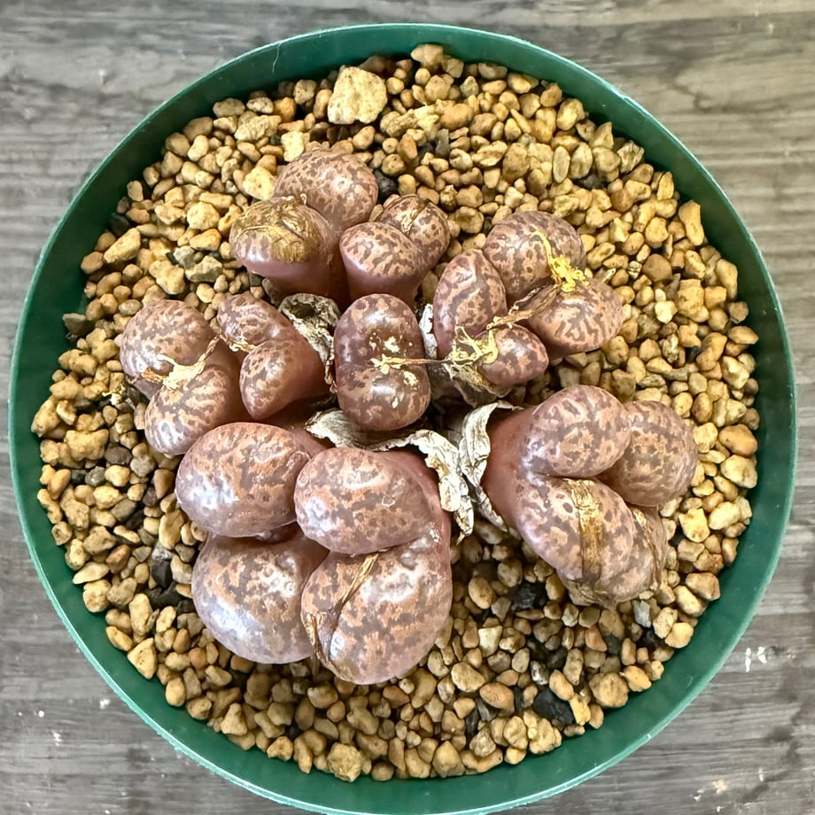 68e86da3941bd689b369dd7e