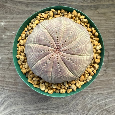 67、Euphorbia obesa