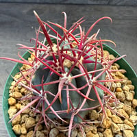 91、Ferocactus 神仙玉