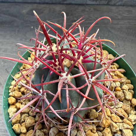 91、Ferocactus 神仙玉
