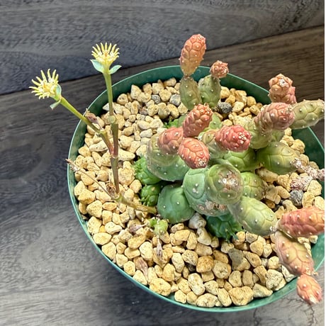 183、Euphorbia globosa