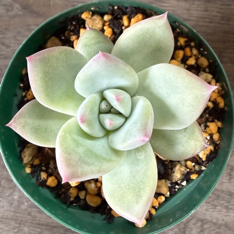 110、Echeveria ‘CS-NO-01‘ ‘Super White‘