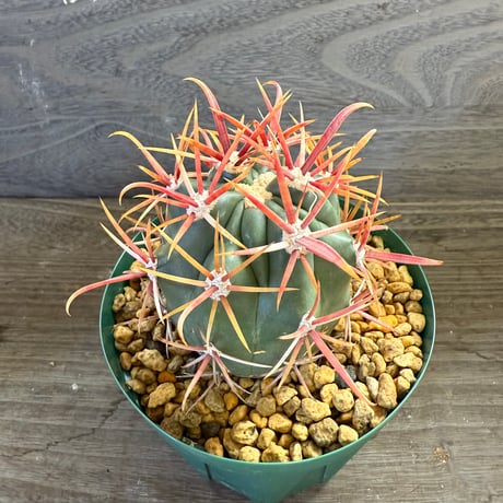 50、Ferocactus 神仙玉
