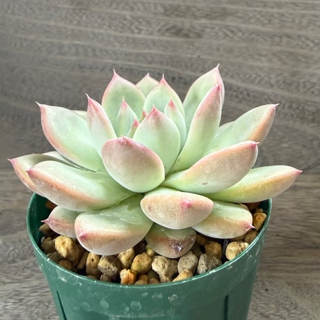 163、Echeveria lindsayana