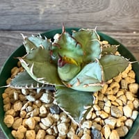 120、Agave ‘姫巌竜‘