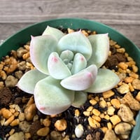 117、Echeveria ‘CS-NO-01‘ ‘Super White‘