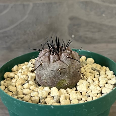 ITEM | HORIKAWA NURSERY