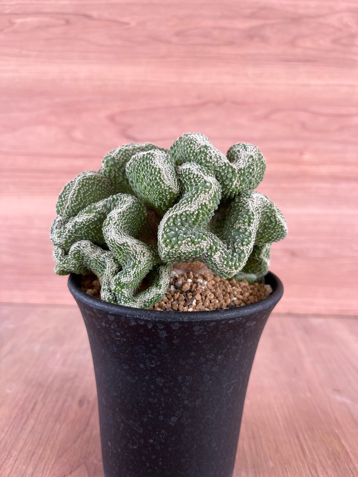 136、Strombocactus 菊水綴化（実） | HORIKAWA CACTUS GARDEN