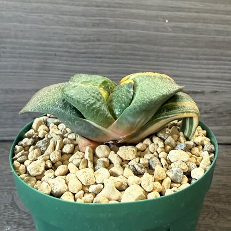 138、Gasteria 臥牛錦