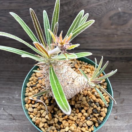 181、Pachypodium rosulatum var.gracilis