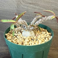 36、Euphorbia suzannae-marnierae