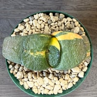 138、Gasteria 臥牛錦