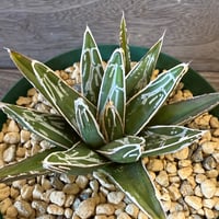 109、Agave 笹の雪’NO-03’