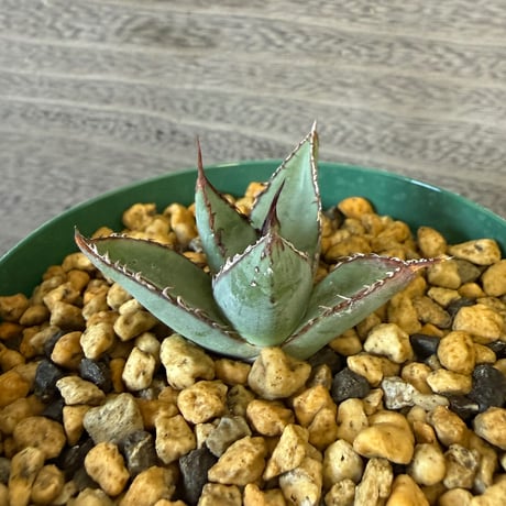 149、Agave ’笹の雪×屈原の舞扇‘