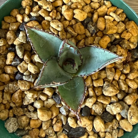 149、Agave ’笹の雪×屈原の舞扇‘