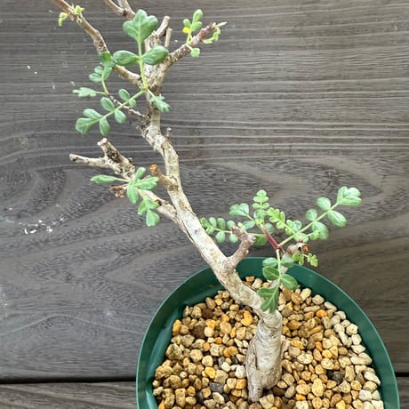 63、Pachycormus discolor